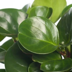 Zwergpfeffer (Peperomia obtusifolia 'Green Gold') D 12 cm H 20 cm