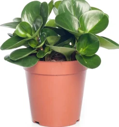 Zwergpfeffer (Peperomia obtusifolia 'Green Gold') D 15 H 25 cm