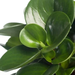 Zwergpfeffer (Peperomia obtusifolia 'Green Gold') D 15 H 25 cm