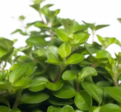 Zwergpfeffer (Peperomia rotundifolia) D 15 H 25 cm