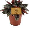 Zwergpfeffer (Peperomia 'Santorini') D 12 H 20 cm