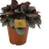 Zwergpfeffer (Peperomia 'Sunrise') D 15 H 25 cm
