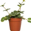 Zwergpfeffer (Peperomia tetraphylla 'Hope') D 12 H 15 cm