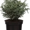 Zwerg-Scheinzypresse (Chamaecyparis pisifera 'Baby Blue') D 17 H 20 cm