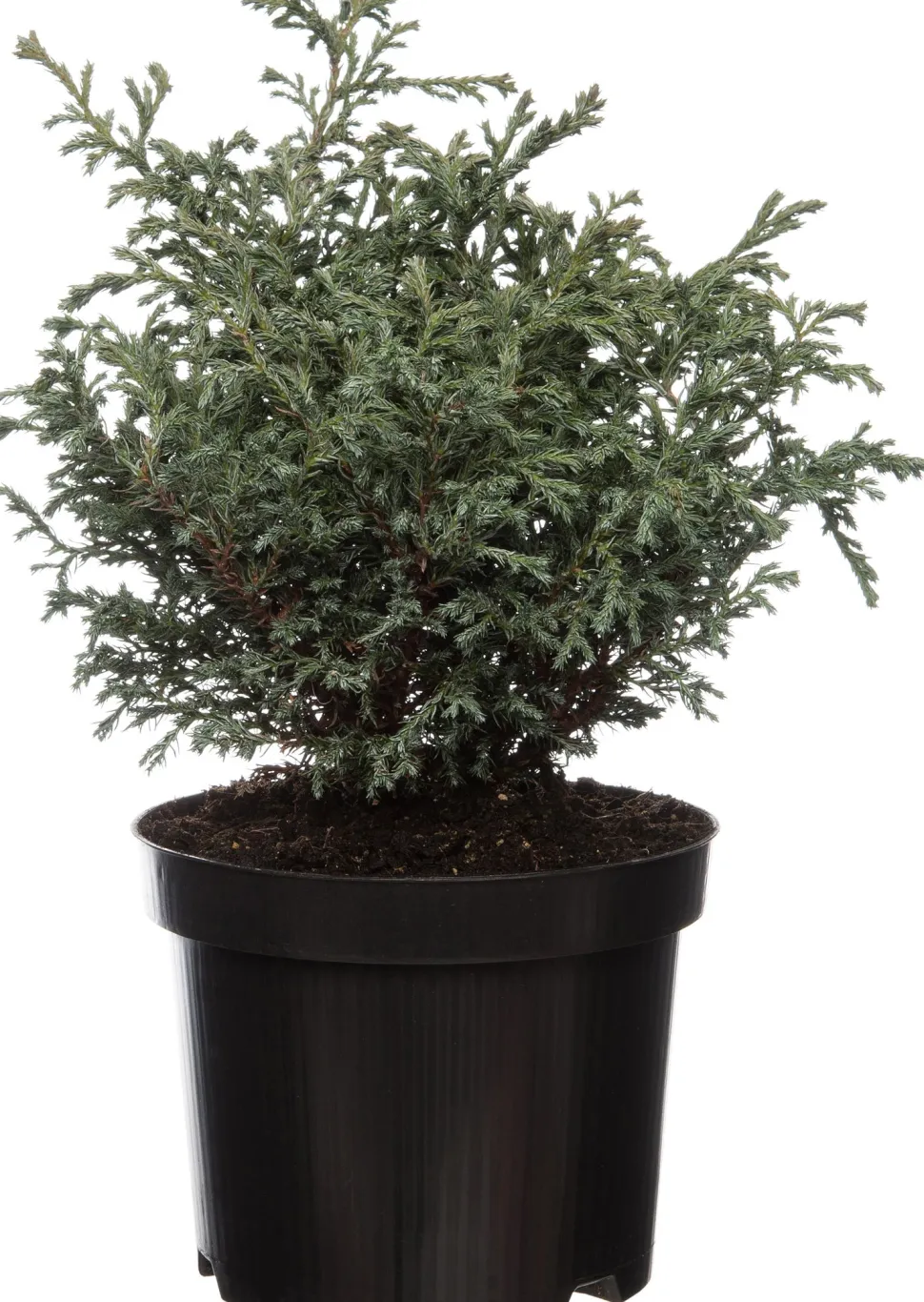 Zwerg-Scheinzypresse (Chamaecyparis pisifera 'Baby Blue') D 17 H 20 cm