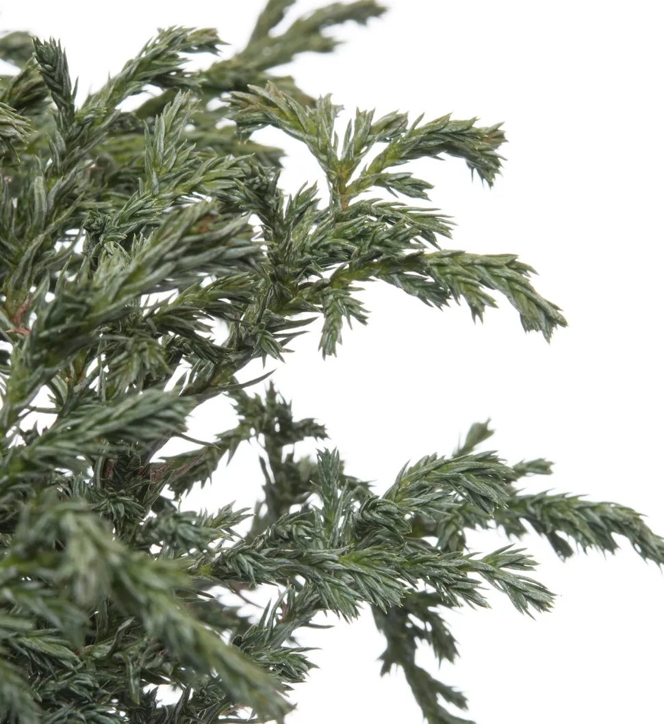 Zwerg-Scheinzypresse (Chamaecyparis pisifera 'Baby Blue') D 17 H 20 cm